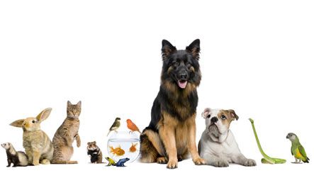 Psy, koty, rybki, królik, chomi, papuga, akcesoria dla zwierząt